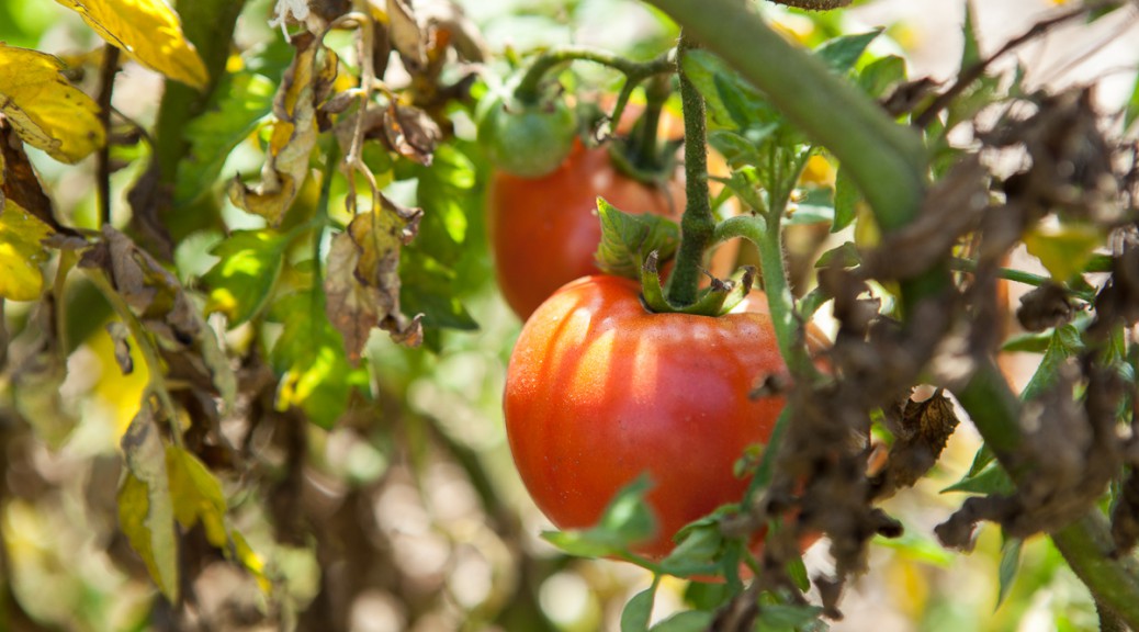 Free Farm tomatoes