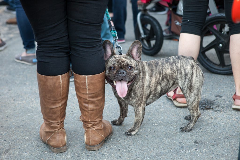 Dog at protest