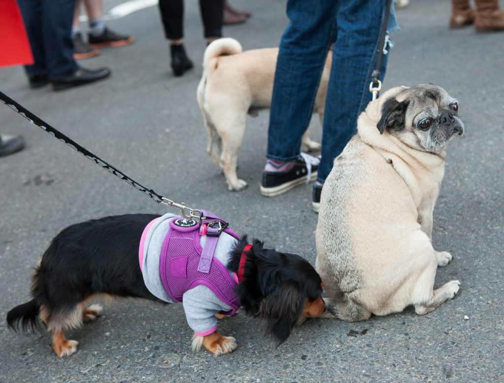 Dogs at protest