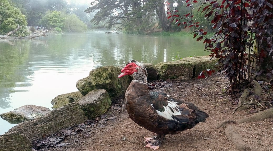 Muscovy duck at Stow Lake