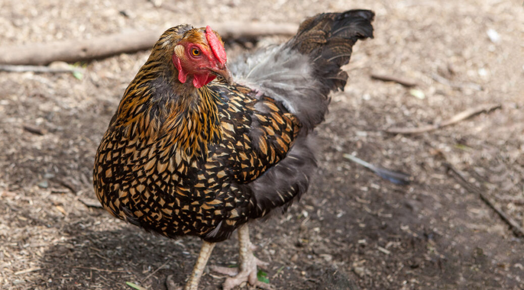 A chicken with black and gold feathers walks outdoors on a sunny day.