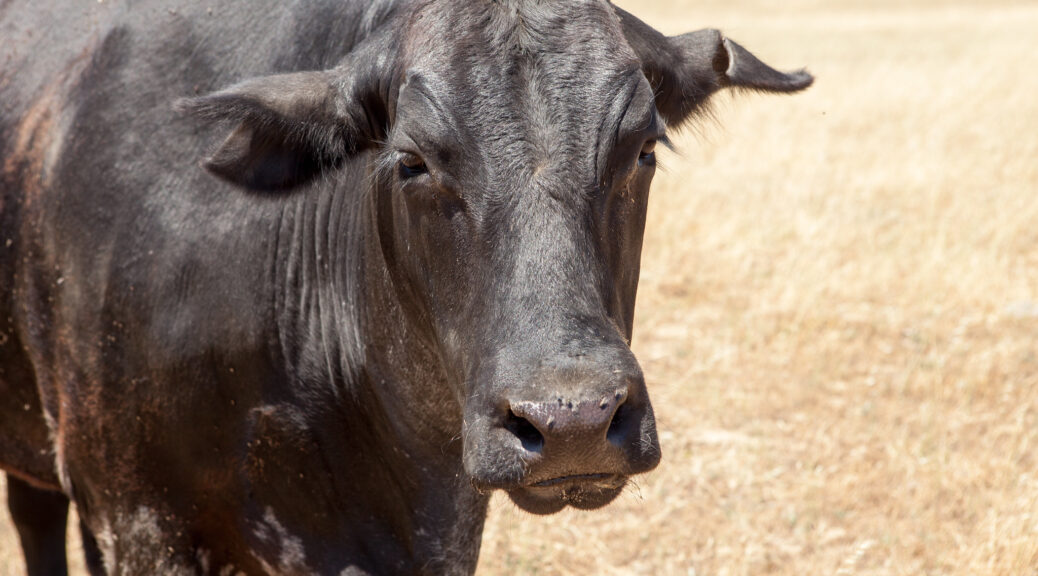 A dark brown cow stands in a field, looking toward the camera.
